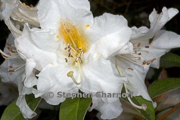 rhododendron johnstoneanum subsection maddenia 4 graphic